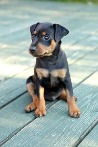 Hundehaftpflicht Berlin Pflicht 