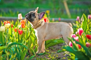 Hundehaftpflicht Französische Bulldogge