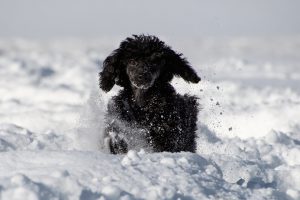 WGV HUNDEHAFTPFLICHT DER WÜRTTEMBERGISCHEN