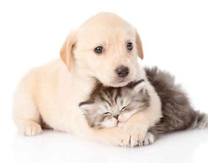 Hundehaftpflicht Golden Retriever